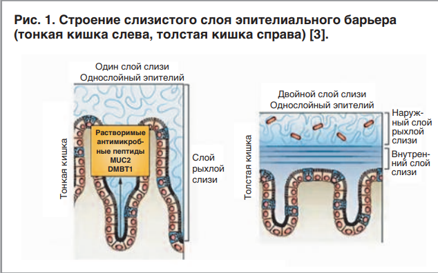 Слизистый слой кишки. Муциновый слой кишечника. Муцины биохимия. Структура муцина.